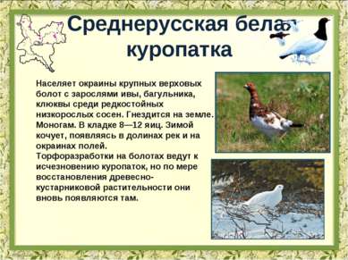 Среднерусская белая куропатка Населяет окраины крупных верховых болот с зарос...