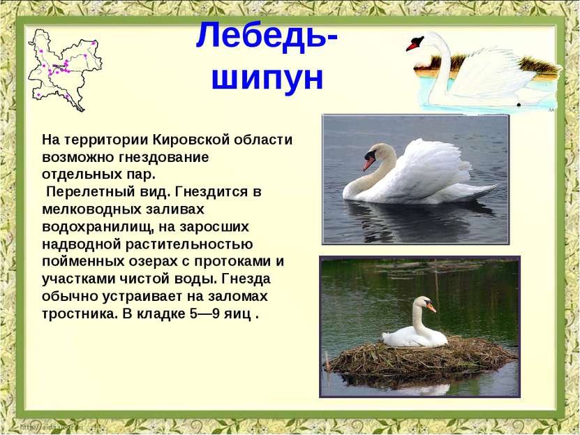 Лебедь-шипун На территории Кировской области возможно гнездование отдельных п...