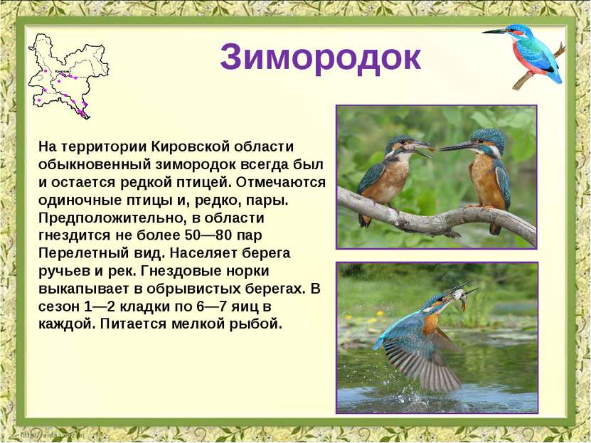 Зимородок На территории Кировской области обыкновенный зимородок всегда был и...