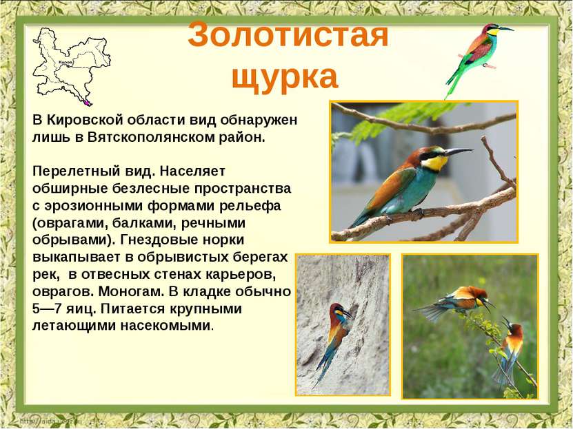 Золотистая щурка В Кировской области вид обнаружен лишь в Вятскополянском рай...