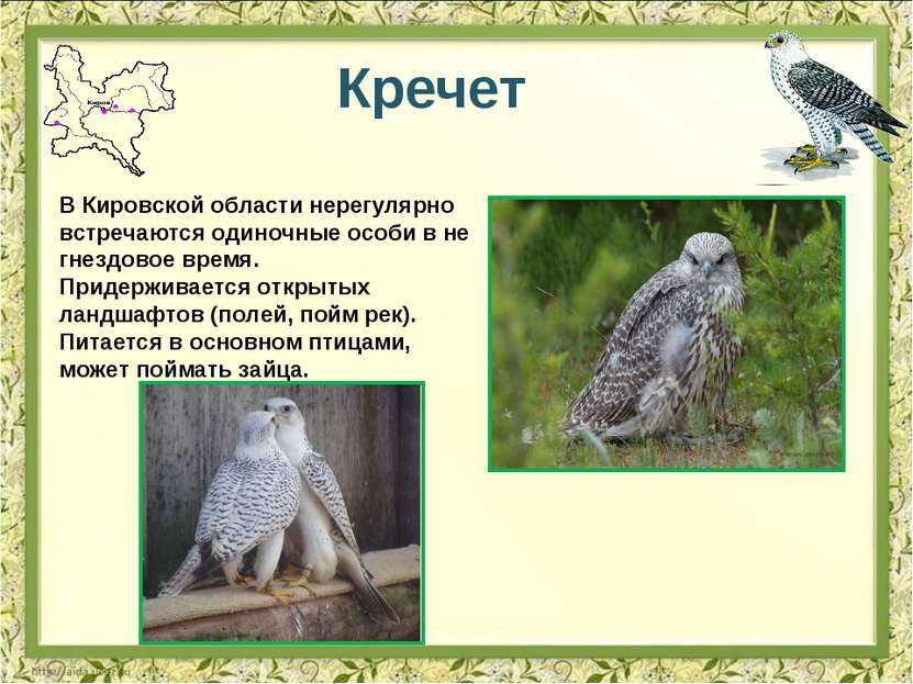Кречет В Кировской области нерегулярно встречаются одиночные особи в не гнезд...
