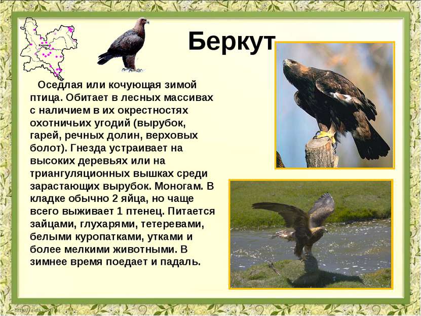 Беркут Оседлая или кочующая зимой птица. Обитает в лесных массивах с наличием...