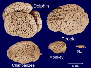 Dolphin People Chimpanzee Monkey Rat