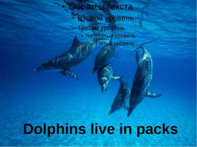 Dolphins live in packs