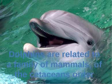 Dolphins are related to a family of mammals, of the cetaceans order