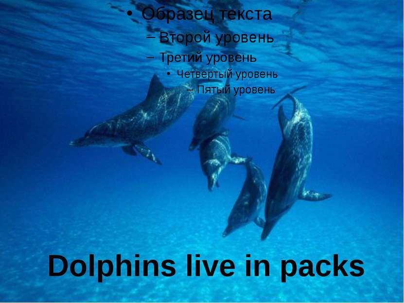 Dolphins live in packs