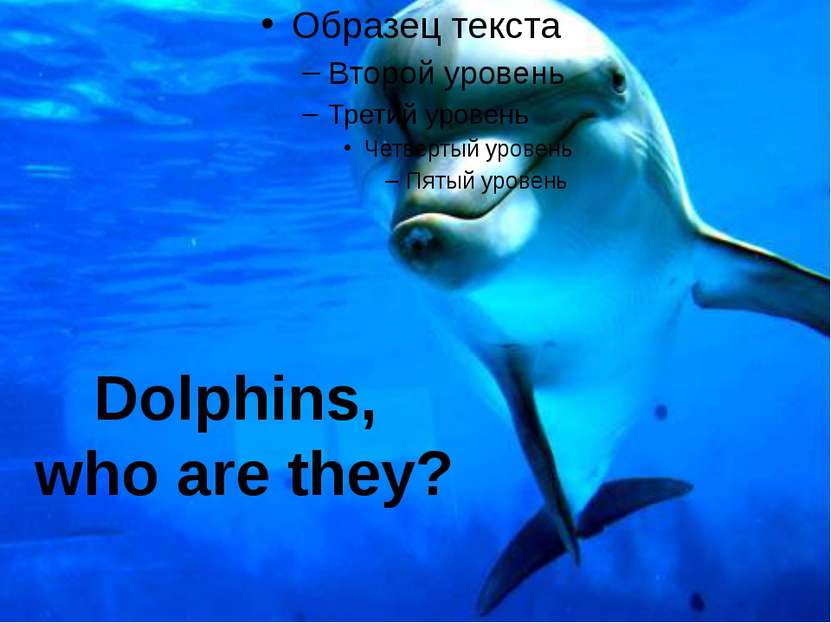 Dolphins, who are they?