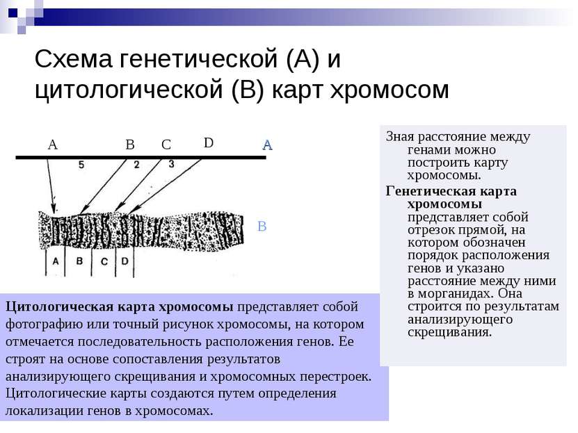 Схема генетической (А) и цитологической (В) карт хромосом Зная расстояние меж...