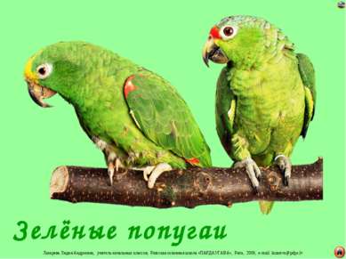 Зелёные попугаи Лазарева Лидия Андреевна, учитель начальных классов, Рижская ...