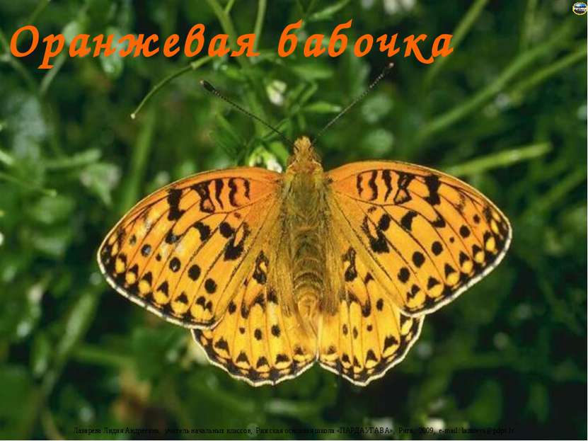 Оранжевая бабочка Лазарева Лидия Андреевна, учитель начальных классов, Рижска...