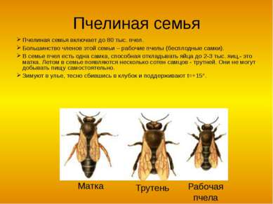 Пчелиная семья Пчелиная семья включает до 80 тыс. пчел. Большинство членов эт...