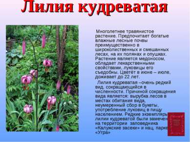 Лилия кудреватая Многолетнее травянистое растение. Предпочитает богатые влажн...