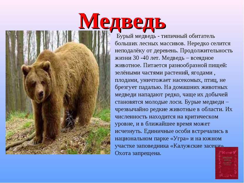 Медведь Бурый медведь - типичный обитатель больших лесных массивов. Нередко с...