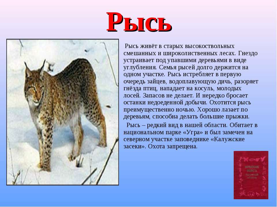 Рысь 3 класс