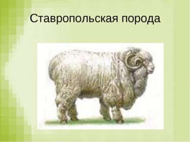 Ставропольская порода