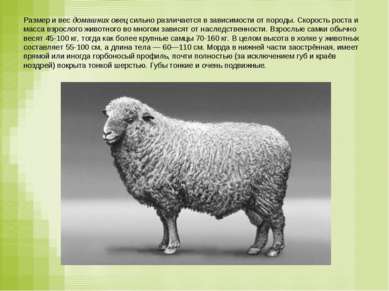 Размер и вес домашних овец сильно различается в зависимости от породы. Скорос...