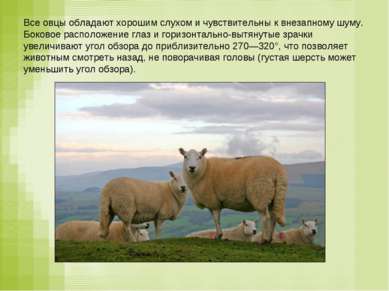 Все овцы обладают хорошим слухом и чувствительны к внезапному шуму. Боковое р...