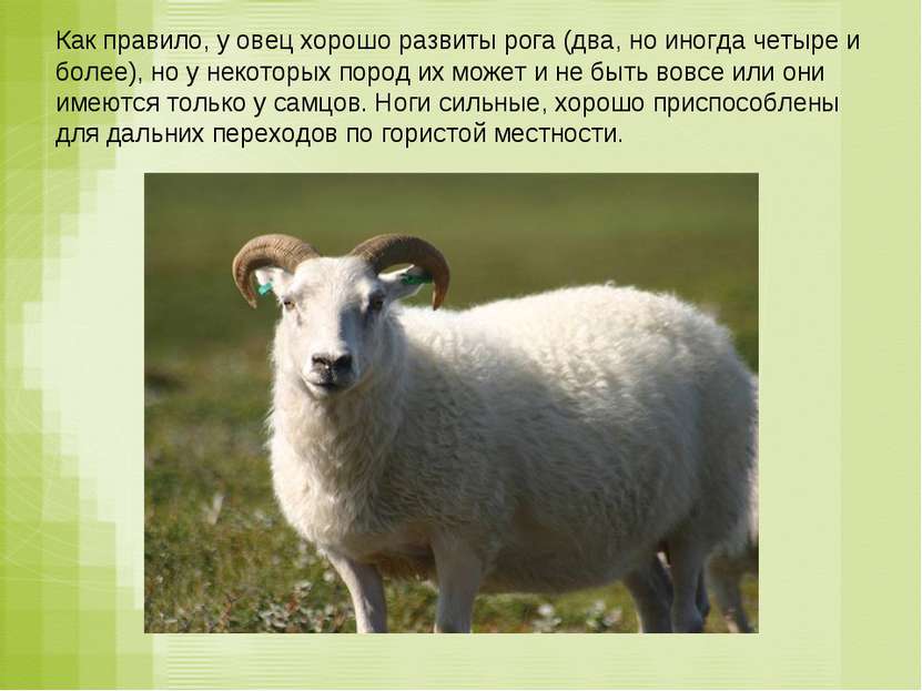 Как правило, у овец хорошо развиты рога (два, но иногда четыре и более), но у...