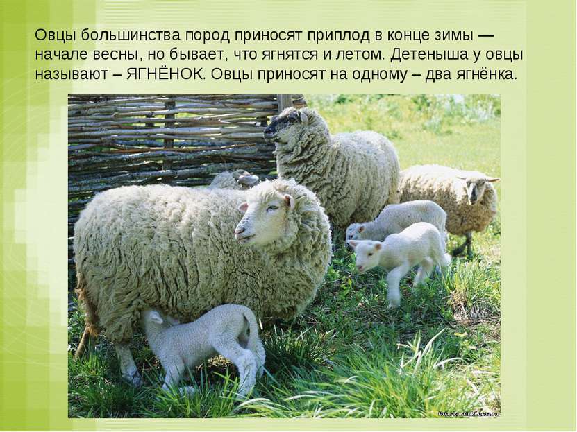 Овцы большинства пород приносят приплод в конце зимы — начале весны, но бывае...
