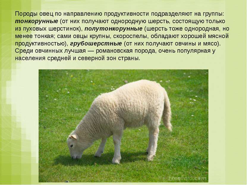 Породы овец по направлению продуктивности подразделяют на группы: тонкорунные...