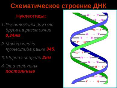 Схематическое строение ДНК Нуклеотиды: Расположены друг от друга на расстояни...