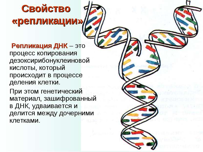 Свойство «репликации» Репликация ДНК – это процесс копирования дезоксирибонук...