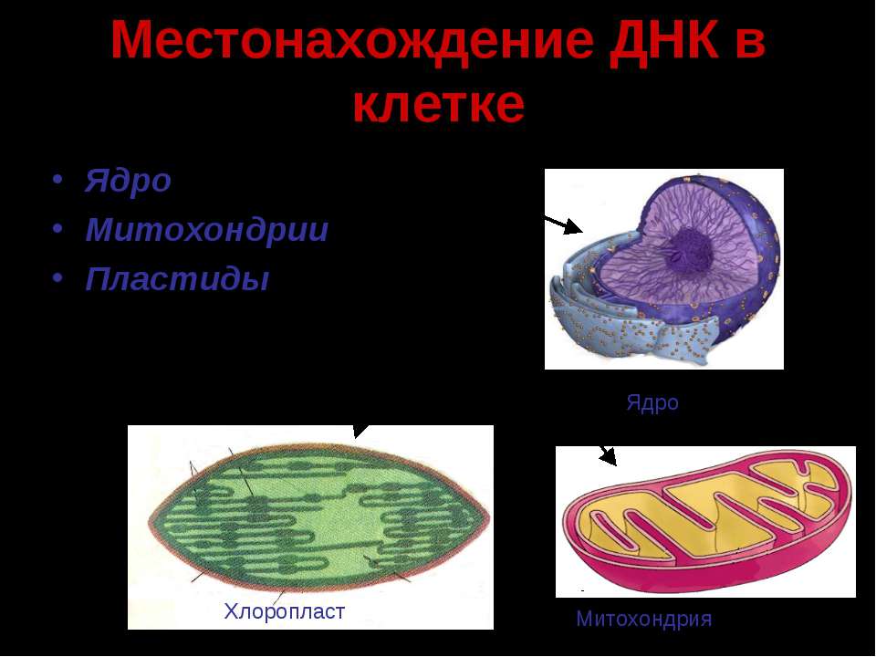 Местоположение клетки. Ядро митохондрии. Ядро хлоропласт.