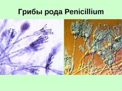 Грибы рода Penicillium
