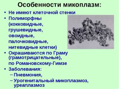 Особенности микоплазм: Не имеют клеточной стенки Полиморфны (кокковидные, гру...
