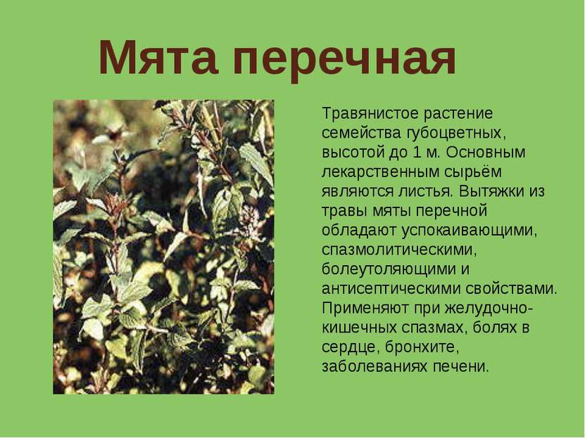 Мята перечная Травянистое растение семейства губоцветных, высотой до 1 м. Осн...