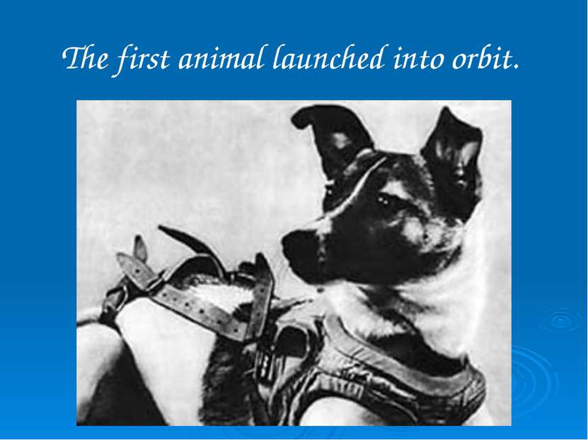 The first animal launched into orbit.