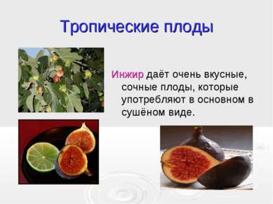 Тропические плоды Инжир даёт очень вкусные, сочные плоды, которые употребляют...