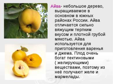 Айва- небольшое дерево, выращиваемое в основном в южных районах России. Айва ...