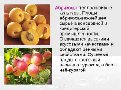 Абрикосы -теплолюбивые культуры. Плоды абрикоса-важнейшее сырьё в консервной ...