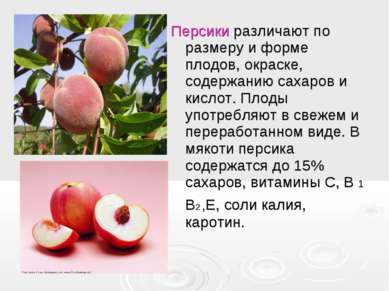 Персики различают по размеру и форме плодов, окраске, содержанию сахаров и ки...