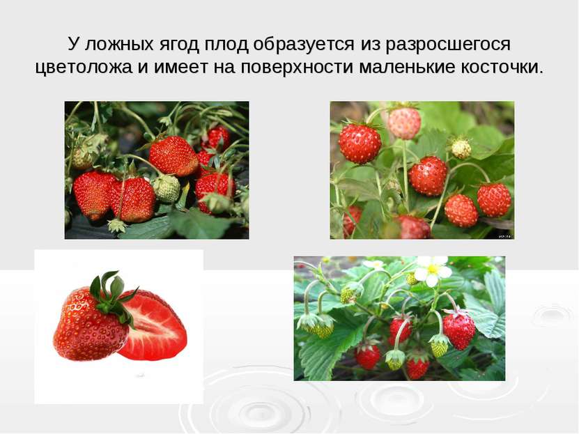 У ложных ягод плод образуется из разросшегося цветоложа и имеет на поверхност...