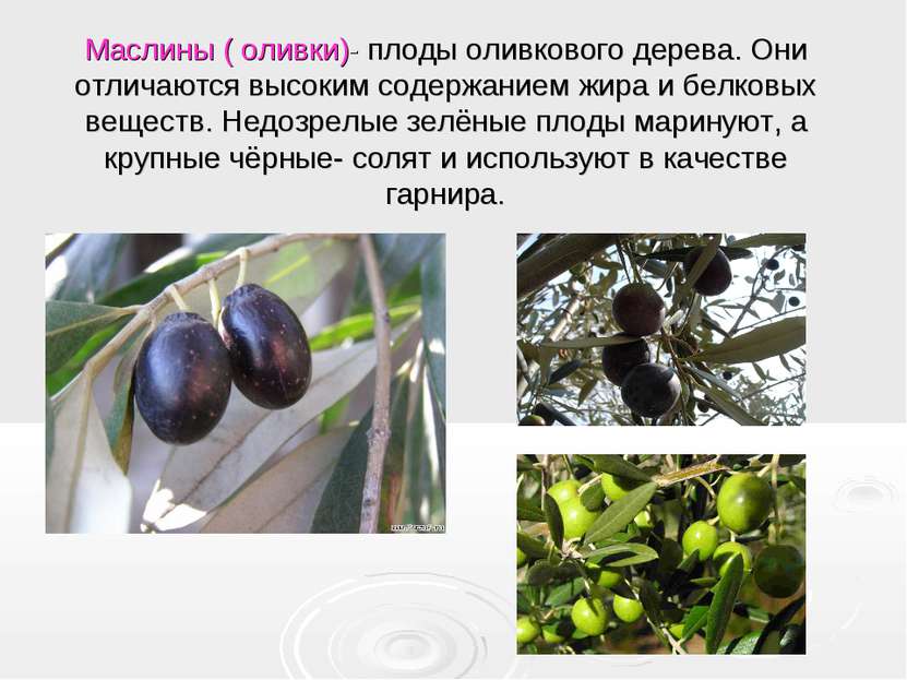 Маслины ( оливки)- плоды оливкового дерева. Они отличаются высоким содержание...