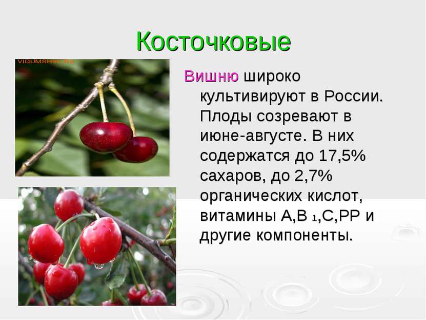 Косточковые Вишню широко культивируют в России. Плоды созревают в июне-август...