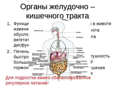 Органы желудочно – кишечного тракта Функциональные изменения органов ЖКТ, обу...