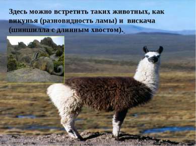 Здесь можно встретить таких животных, как викунья (разновидность ламы) и виск...