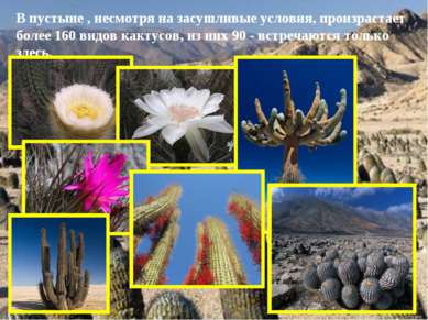 В пустыне , несмотря на засушливые условия, произрастает более 160 видов какт...