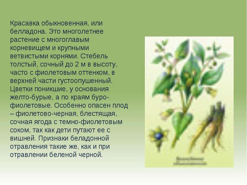 Красавка обыкновенная, или белладона. Это многолетнее растение с многоглавым ...