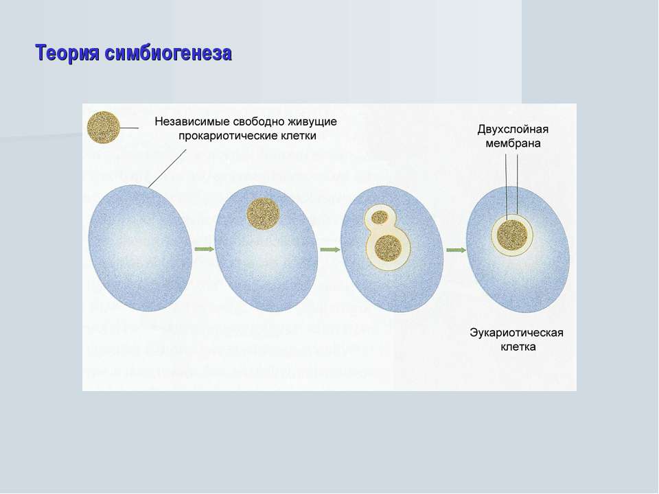 Появление прокариотической клетки формирование первых замкнутых мембран