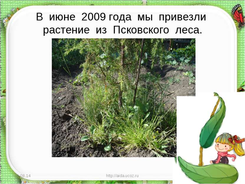 В июне 2009 года мы привезли растение из Псковского леса. * http://aida.ucoz....