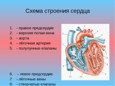 Схема строения сердца - правое предсердие - верхняя полая вена - аорта - лёго...