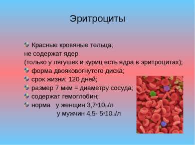 Эритроциты Красные кровяные тельца; не содержат ядер (только у лягушек и кури...