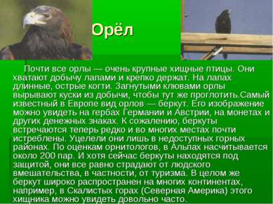 Орёл Почти все орлы — очень крупные хищные птицы. Они хватают добычу лапами и...