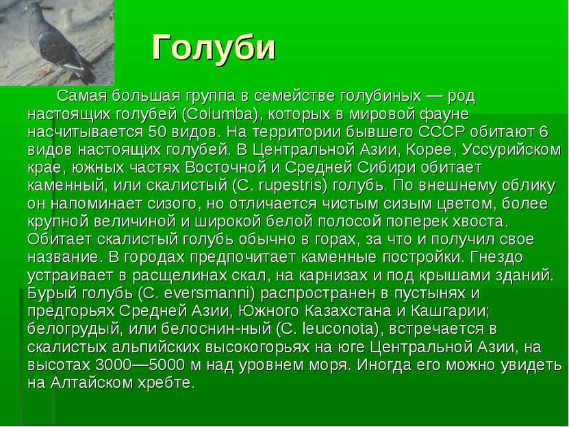 Голуби Самая большая группа в семействе голубиных — род настоящих голубей (Co...