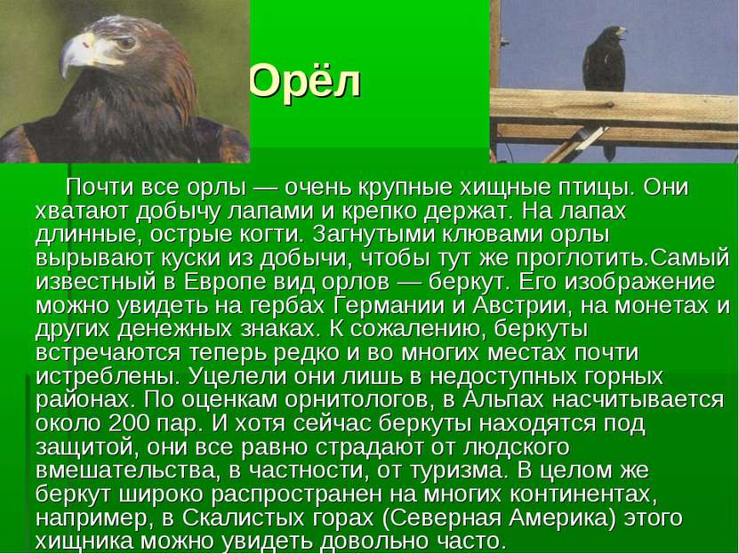 Орёл Почти все орлы — очень крупные хищные птицы. Они хватают добычу лапами и...