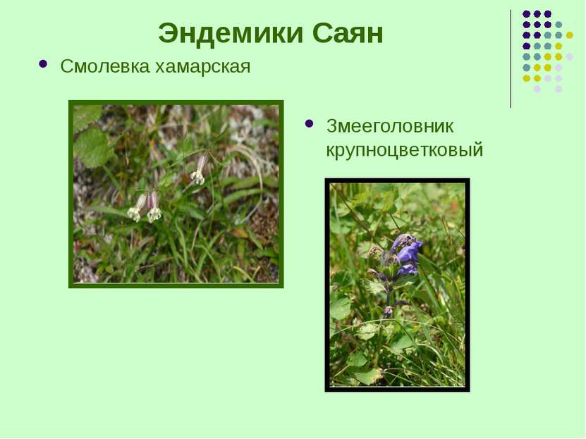 Эндемики Саян Смолевка хамарская Змееголовник крупноцветковый
